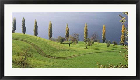 Framed Switzerland, Lake Zug, View of a row of Poplar Trees Print