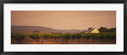 Framed Trees In A Vineyards, Napa Valley, California, USA Print