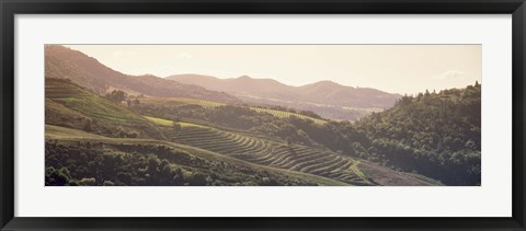 Framed High angle view of a vineyard in a valley, Sonoma, Sonoma County, California, USA Print