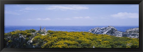 Framed Sea gulls perching on rocks, Point Lobos State Reserve, Bird Island, California, USA Print