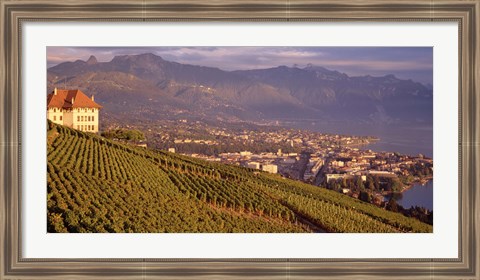 Framed Vineyard at a hillside, Lake Geneva, Vevey, Vaud, Switzerland Print