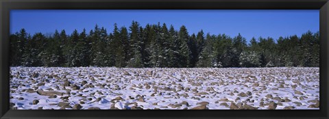 Framed Rocks in snow covered landscape, Hickory Run State Park, Pocono Mountains, Pennsylvania, USA Print