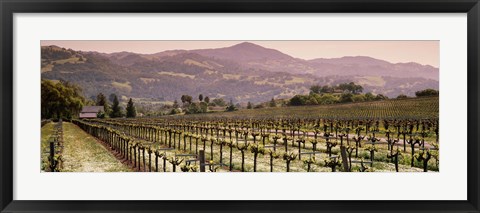 Framed Vineyard on a landscape, Asti, California, USA Print