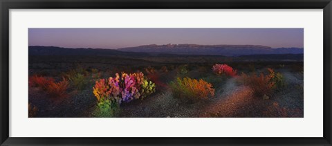 Framed Flowers in a field, Big Bend National Park, Texas, USA Print