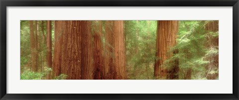 Framed Redwood Trees, Muir Woods, California, USA, Print