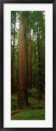 Framed Giant Redwood Trees Ave of the Giants Redwood National Park Northern CA Print