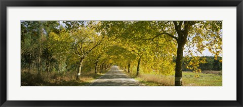 Framed Trees along the road, Portugal Print