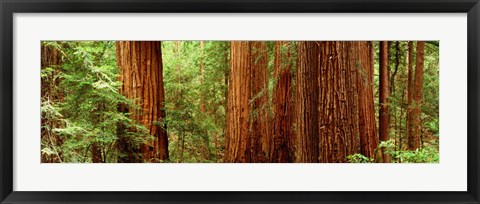 Framed Redwoods Muir Woods CA USA Print