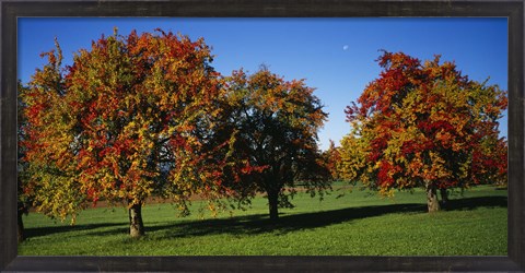 Framed Pear trees in a field, Swiss Midlands, Switzerland Print