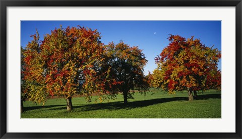 Framed Pear trees in a field, Swiss Midlands, Switzerland Print