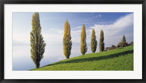 Framed Switzerland, Lake Zug, Row of Populus Trees near a lake Print