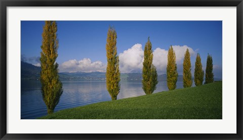 Framed Row of poplar trees along a lake, Lake Zug, Switzerland Print