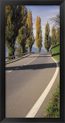 Framed Switzerland, Lake Zug, View of Populus Trees lining a road Print