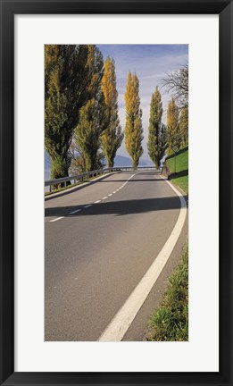 Framed Switzerland, Lake Zug, View of Populus Trees lining a road Print