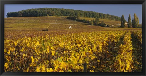 Framed Vineyard on a landscape, Bourgogne, France Print