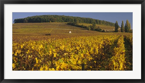 Framed Vineyard on a landscape, Bourgogne, France Print