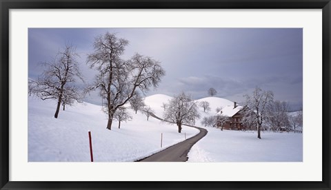 Framed Switzerland, Canton of Zug, Linden trees on a snow covered landscape Print