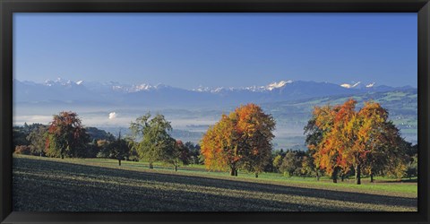 Framed Switzerland, Reusstal, Panoramic view of Pear trees in the Swiss Midlands Print