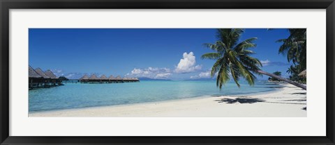 Framed Palm Tree On The Beach, Moana Beach, Bora Bora, Tahiti, French Polynesia Print