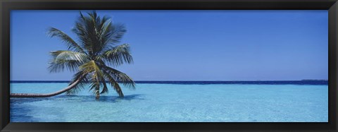 Framed Palm tree in the sea, Maldives Print