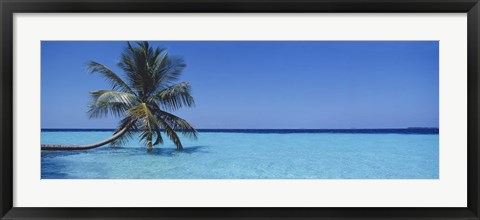 Framed Palm tree in the sea, Maldives Print