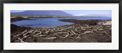 Framed Marine iguanas (Amblyrhynchus cristatus) at a coast, Fernandina Island, Galapagos Islands, Ecuador Print