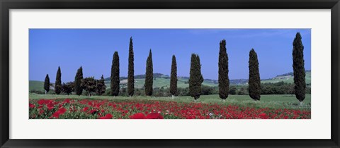 Framed Field Of Poppies And Cypresses In A Row, Tuscany, Italy Print