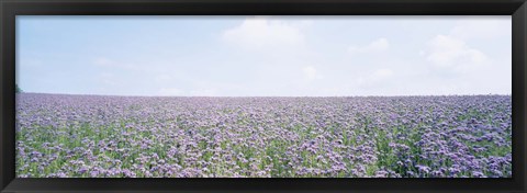 Framed Field of Phacelia, Germany Print