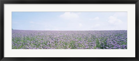 Framed Field of Phacelia, Germany Print