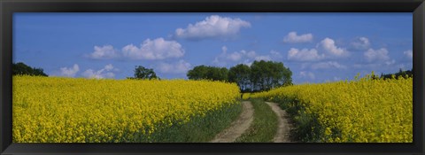 Framed Path in a field, Germany Print