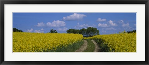 Framed Path in a field, Germany Print