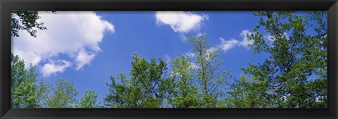 Framed Low angle view of trees Print