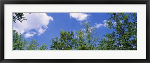 Framed Low angle view of trees Print