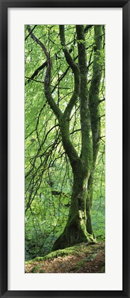 Framed Moss Growing on a Beech Tree, Perthshire, Scotland Print