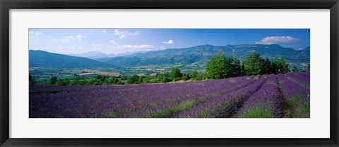 Framed Lavender Fields, La Drome Provence, France Print