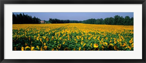 Framed Sunflowers St Remy de Provence Provence France Print