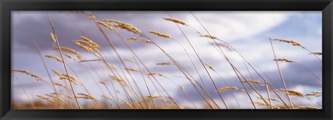 Framed Wheat Stalks Blowing, Crops, Field, Open Space Print