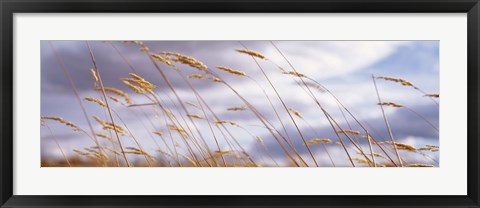 Framed Wheat Stalks Blowing, Crops, Field, Open Space Print