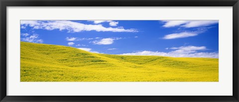 Framed Canola Fields, Washington State, USA Print