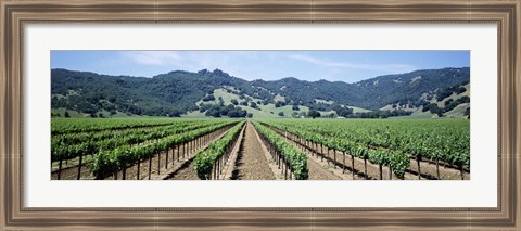 Framed Rows of vine in a vineyard, Hopland, California Print