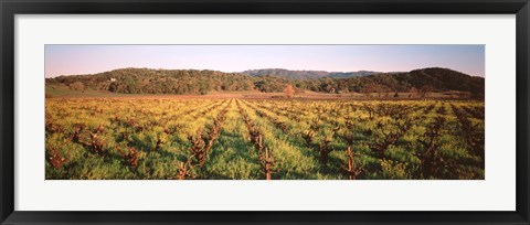 Framed Vineyard in Hopland, California Print