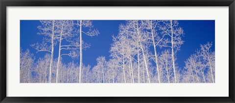 Framed Low angle view of aspen trees in a forest, Utah, USA Print