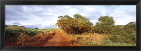 Framed Dirt road passing through a agricultural field, Kauai, Hawaii, USA Print