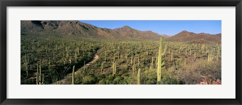 Framed Saguaro National Park, Arizona Print