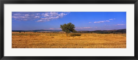 Framed Wheat Field Central Anatolia Turkey Print