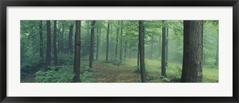 Framed Chestnut Ridge Park, Orchard Park, New York State Print