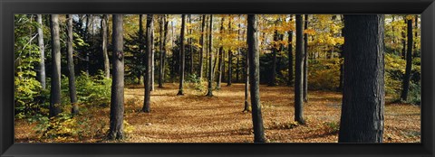 Framed Chestnut Ridge Park Orchard Park NY USA Print