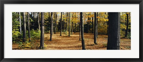 Framed Chestnut Ridge Park Orchard Park NY USA Print