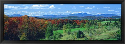 Framed Autumn Trees VT Print