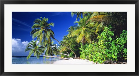 Framed Palm Beach The Maldives Print